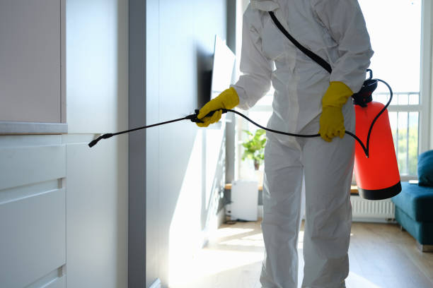 Best Basement Mold Remediation in Sterling, GA