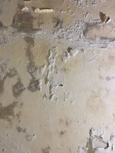 Best DIY Mold Remediation Support Services in Sterling, GA