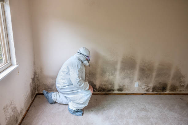 Best Black Mold Remediation in Sterling, GA