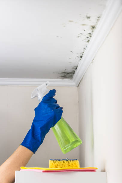 Best Emergency Mold Remediation in Sterling, GA