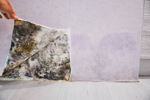 Best Attic Mold Remediation in Sterling, GA